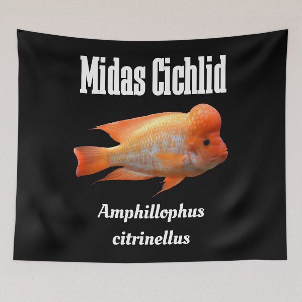 Item preview, Midas Cichlid Essential T-Shirt designed and sold by NancyNewell.