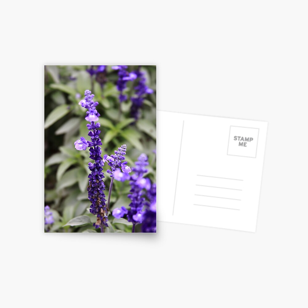 Item preview, Postcard designed and sold by TanyaOwens.