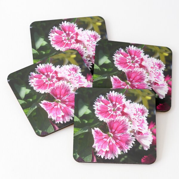 Item preview, Pinky Dianthus designed and sold by Rainy.