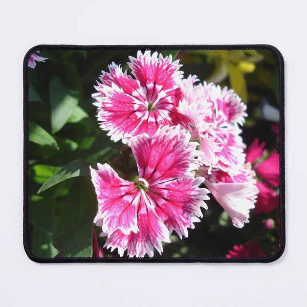 Item preview, Pinky Dianthus designed and sold by Rainy.