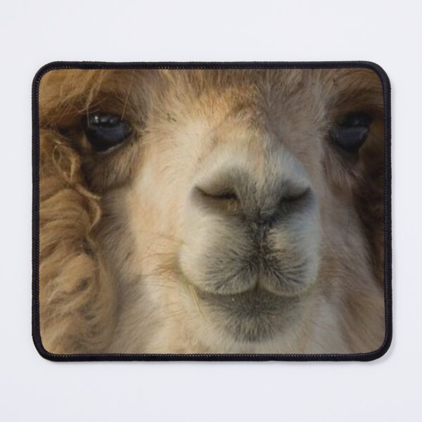 Item preview, Cute Llama Portrait designed and sold by Alpacatata.