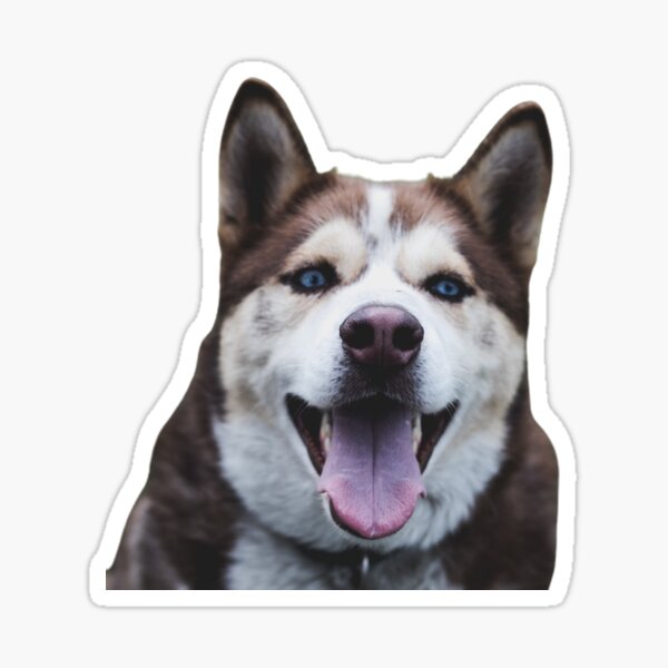 Dog Face : Siberian Huskies Sticker