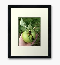 Apple Framed Print