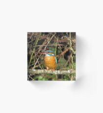 Female Kingfisher Acrylic Block