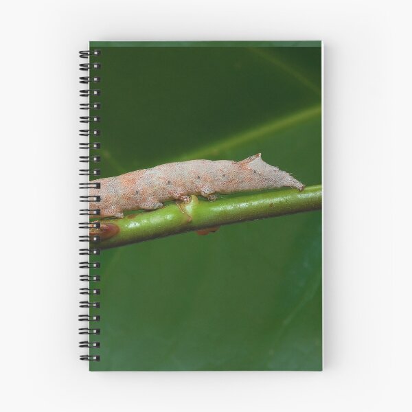 Item preview, Zale Lunate Caterpillar on a rose stalk designed and sold by Eyal Nahmias.