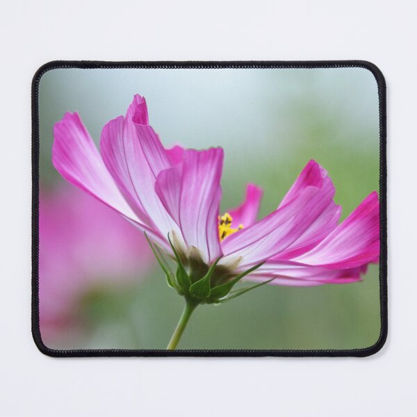 Item preview, Cosmos Flower Close up Photograph designed and sold by Esther Hutchcroft.