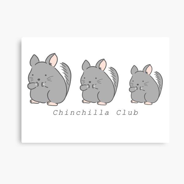 Petit chinchilla gris mignon moelleux animal dessin animé animal vecteur  illustration isolée sur fond blanc Image Vectorielle Stock - Alamy
