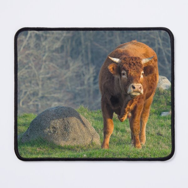 Item preview, A Brown Ox In The Algarve Countryside designed and sold by AngeloDeVal.
