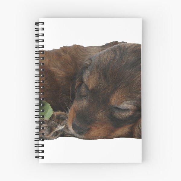 Item preview, Cachorro cockapoo inglés durmiendo con una rosa roja, San Valentín designed and sold by ScienceSource.