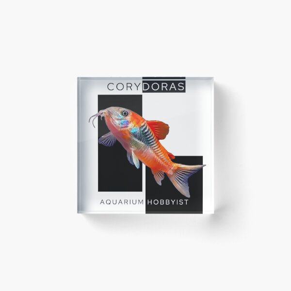 Item preview, Orange Venezuelan Corydoras designed and sold by GFishy.