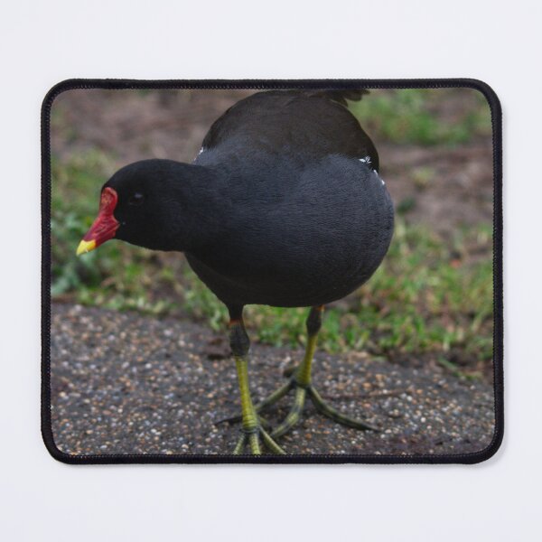 Item preview, Inquisitive Moorhen designed and sold by GingerMan2550.
