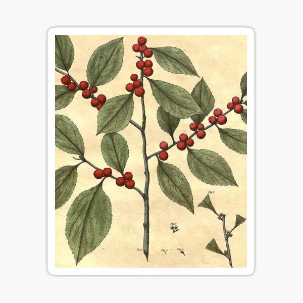 Barton's Winterberry Sticker
