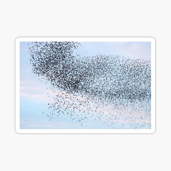 Item preview, Undulating starlings designed and sold by GreyFeatherPhot.