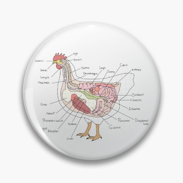 Item preview, Chicken anatomy designed and sold by Vetnotes.