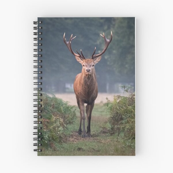 Item preview, Red deer stag designed and sold by Steve Liptrot Photography.