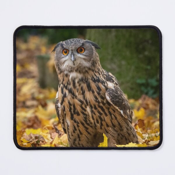 Item preview, Siberian eagle owl (Bubo bubo sibiricus) designed and sold by Steve Liptrot Photography.