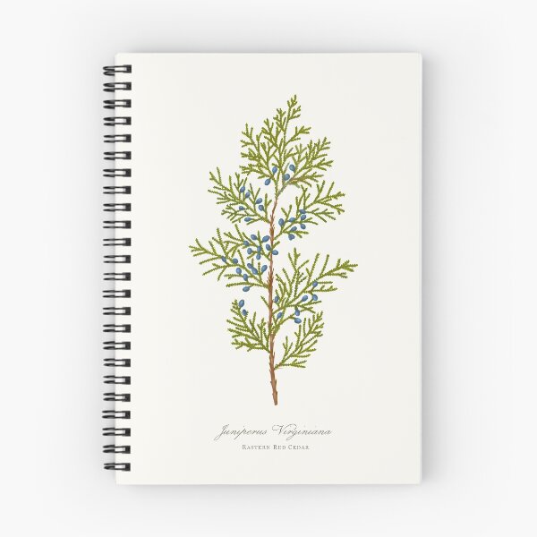 Item preview, Eastern Red Cedar Watercolour Botanical designed and sold by Geo Gia.