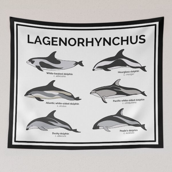 Item preview, Genus Lagenorphynchus designed and sold by taylorrowan.