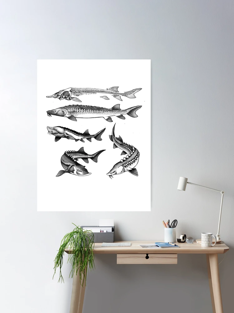 Great Lakes Sturgeon Poster for Sale by Natalie Zysk