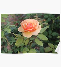 Flower Garden Poster