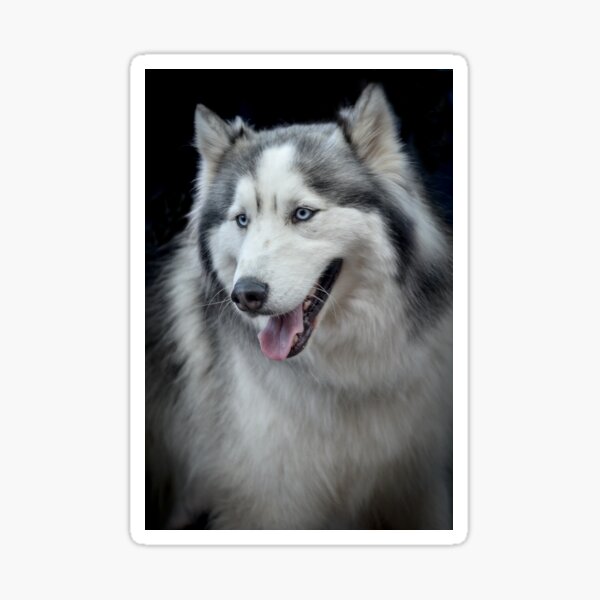 Siberian Husky Sticker