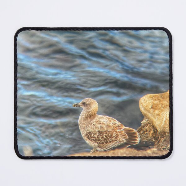 Item preview, California Gull Photo designed and sold by OVIPAROUS.