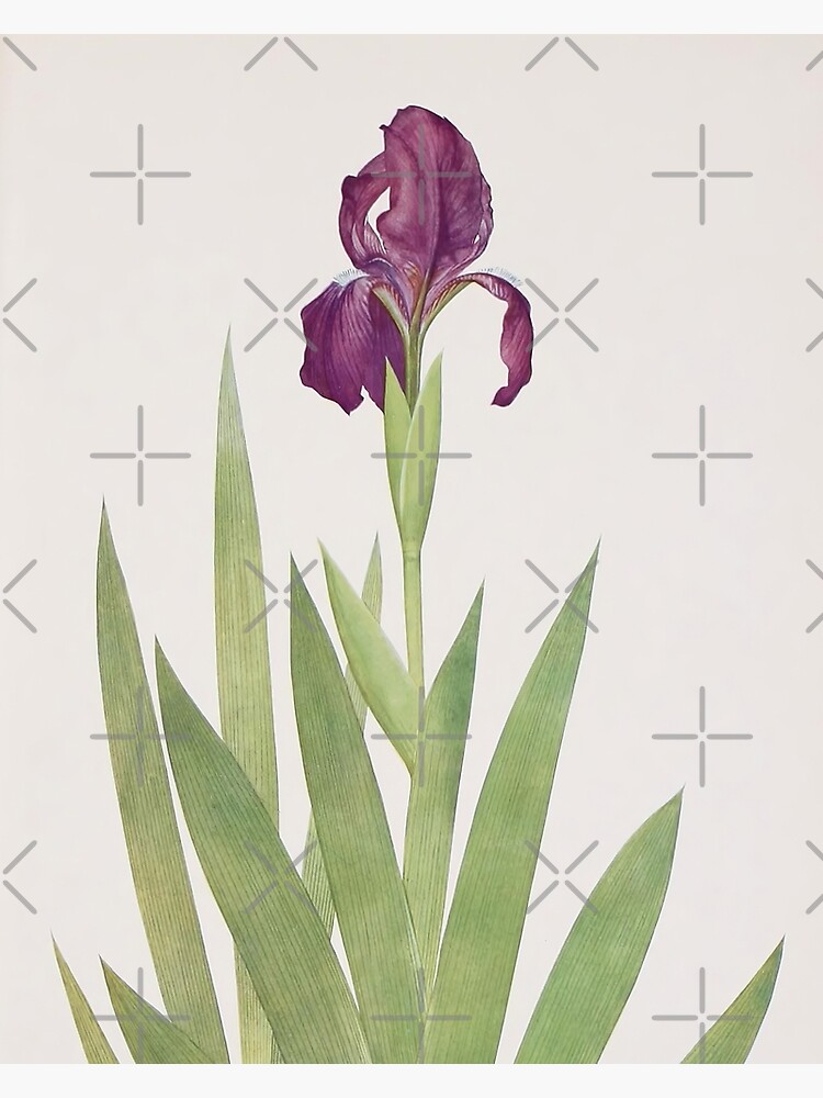 Tarjetas de felicitación «Dibujo de acuarela de flor de iris. Flor de iris  púrpura. Flor de iris violeta» de maxa0109 | Redbubble