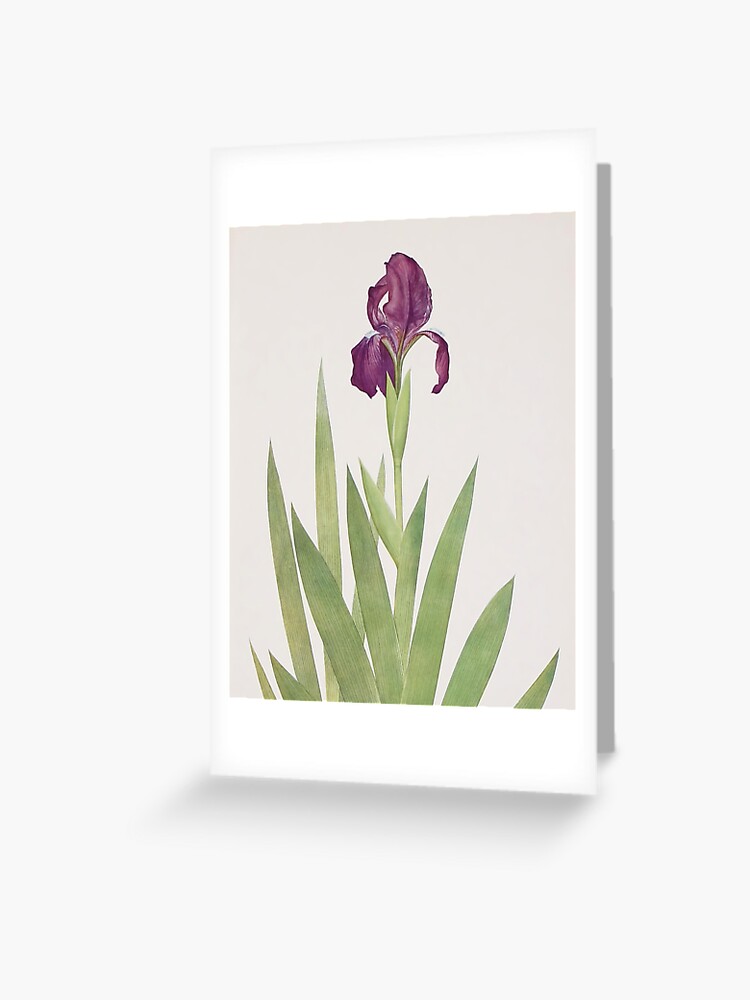 Tarjetas de felicitación «Dibujo de acuarela de flor de iris. Flor de iris  púrpura. Flor de iris violeta» de maxa0109 | Redbubble