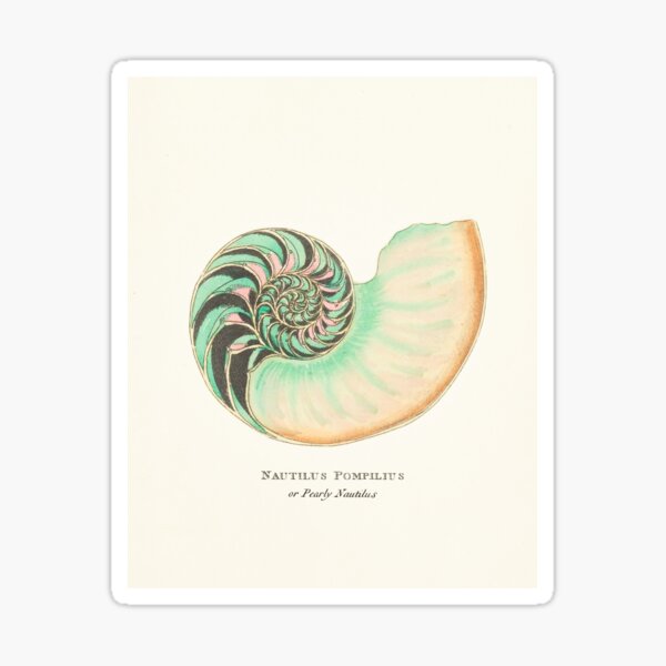 Nautilus Art Stickers For Sale Redbubble