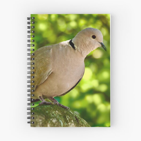 Item preview, Resting Eurasian Collared Dove designed and sold by richardbryce.
