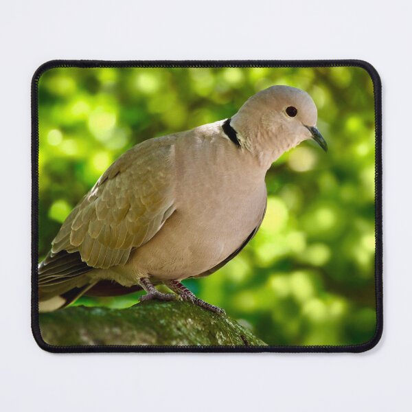 Item preview, Resting Eurasian Collared Dove designed and sold by richardbryce.
