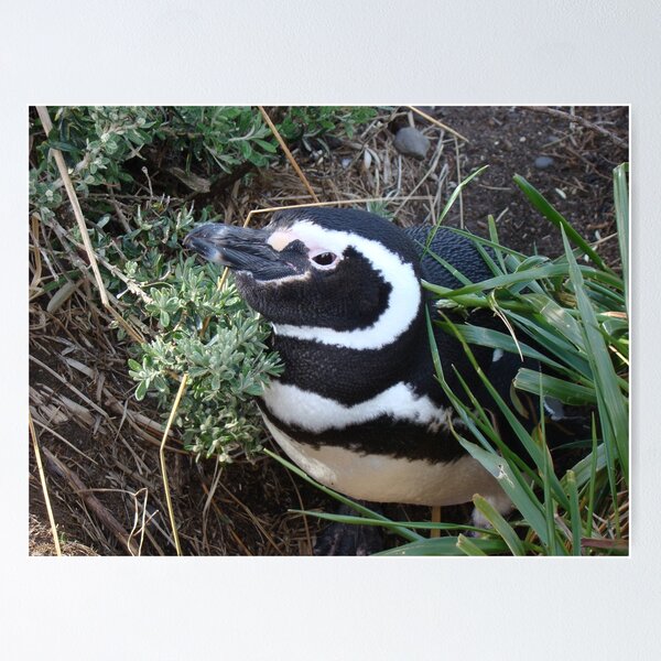 Item preview, Penguin designed and sold by cozybee.