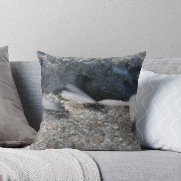 Item preview, Flying Ants or Termites? designed and sold by Navigator.