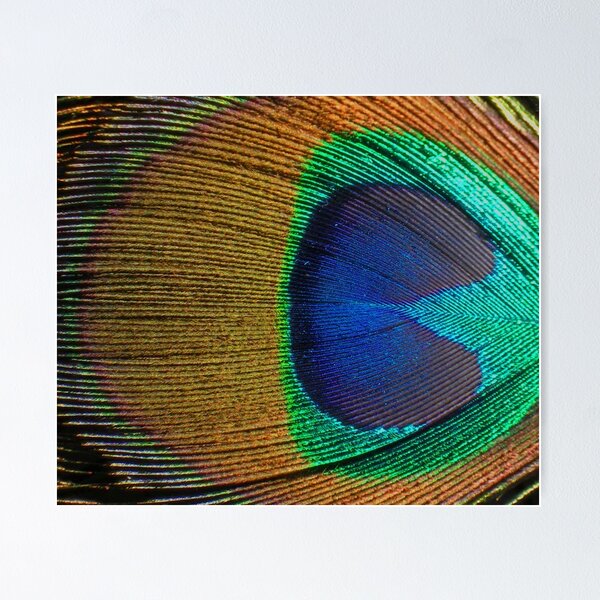 Item preview, Peacock Feather (detail 1) designed and sold by BadBehaviour.