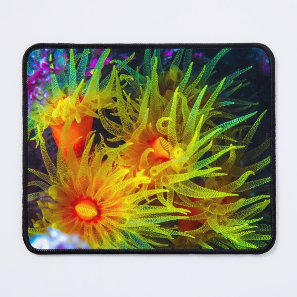 Item preview, Orange cup coral designed and sold by tank200bar.