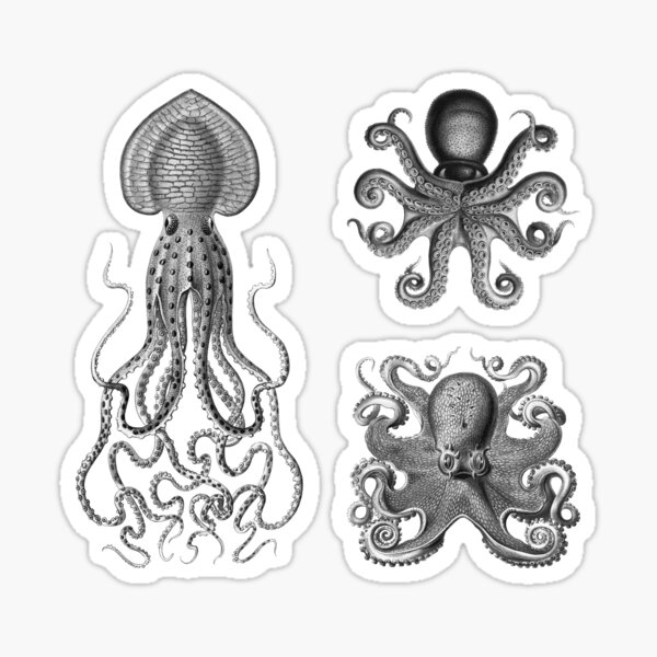 Octopus Squid Kraken Art Tentacles Seashell Deep Sea Ocean Creatures Lover (Black & White, Multi Pack Sheet) Sticker