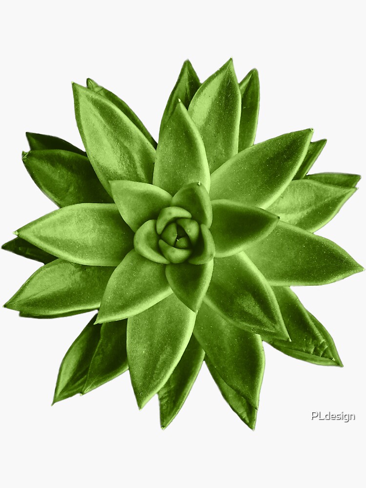 Greenery succulent Echeveria agavoides flower by PLdesign