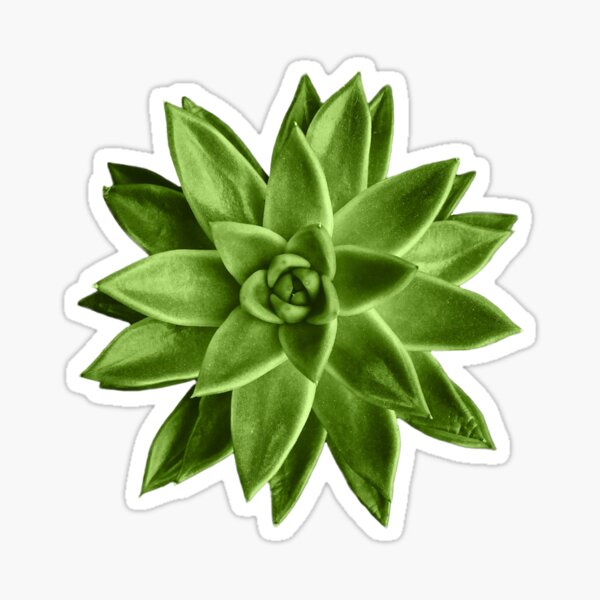 Greenery succulent Echeveria agavoides flower Sticker