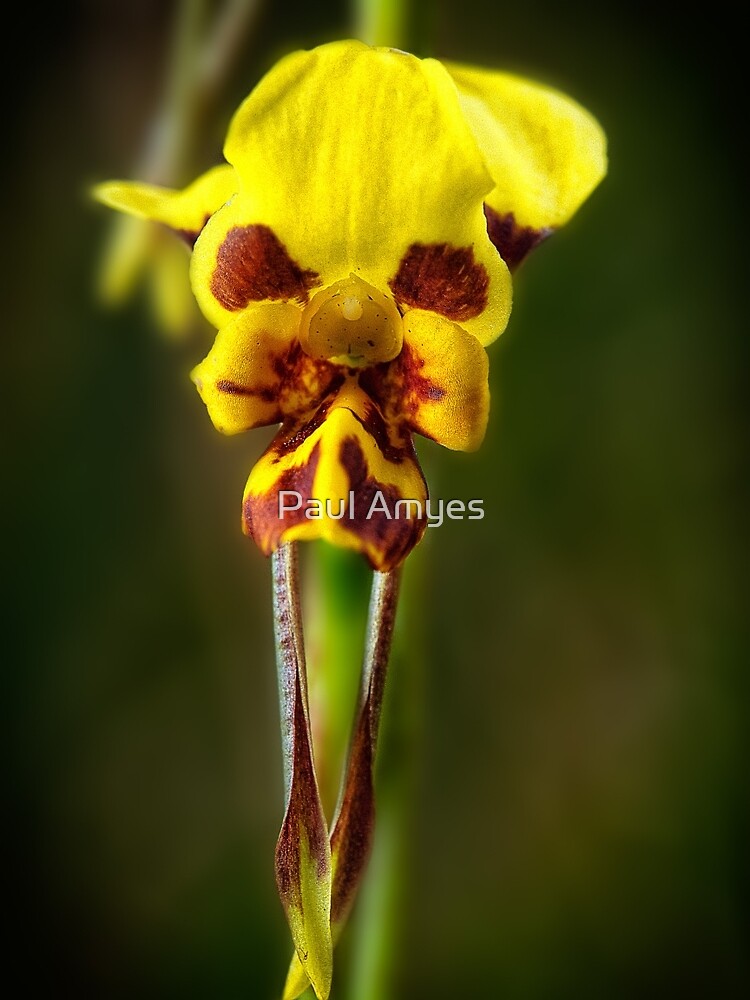 Leopard Orchid by AmyesPhotograph