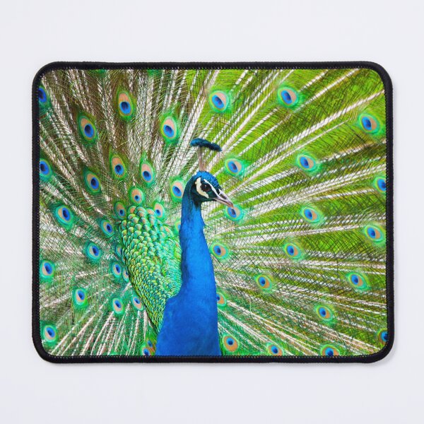 Item preview, Pavo Cristatus - Peacock II designed and sold by Ed Hollingsbee.