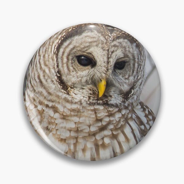 Item preview, Barred Owl on  Snowy Branch designed and sold by Michel (Mike) Soucy.