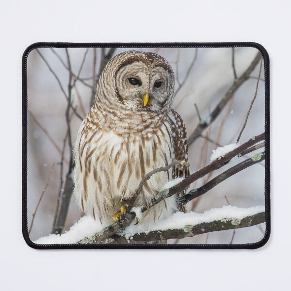 Item preview, Barred Owl on  Snowy Branch designed and sold by Michel (Mike) Soucy.