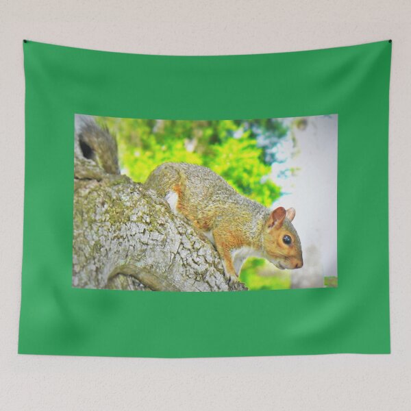 Item preview, Park squirrel closeup designed and sold by B. Randi Bailey.