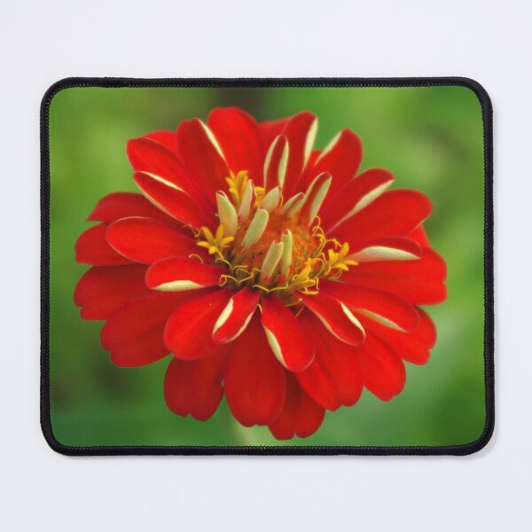 Item preview, Zinnia designed and sold by Rainy.