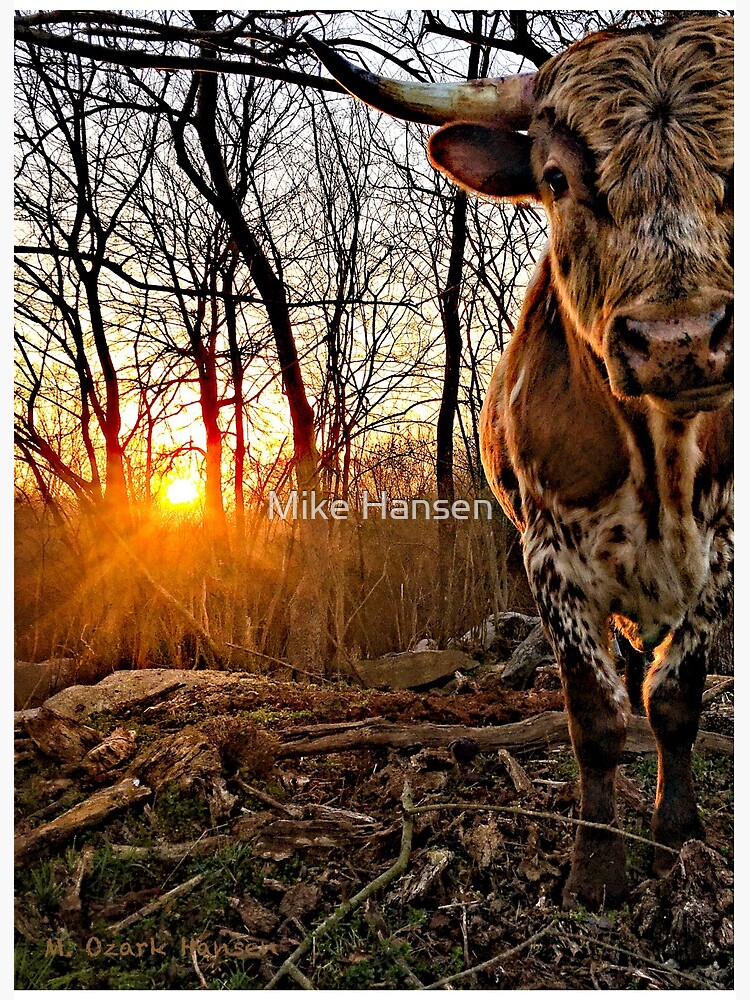 Thumbnail 2 of 2, Art Board Print, Pineywoods Bull Emerging from the Woods at Sunrise designed and sold by OzarkAkerzFarm.