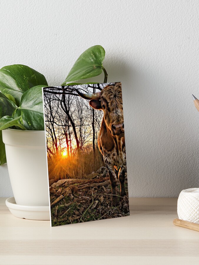 Thumbnail 1 of 2, Art Board Print, Pineywoods Bull Emerging from the Woods at Sunrise designed and sold by OzarkAkerzFarm.