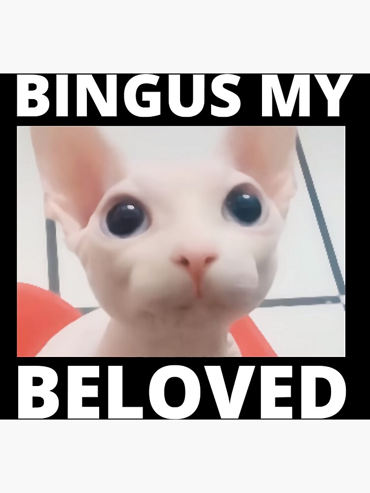 "Bingus Is Calling My Beloved Hairless Sphinx Sphynx Cat Meme