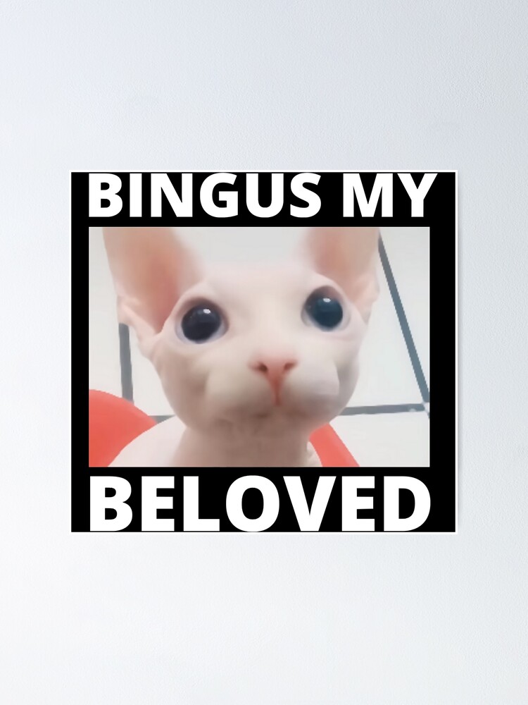 "Bingus Is Calling My Beloved Hairless Sphinx Sphynx Cat Meme