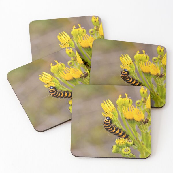 Item preview, Cinnabar Moth Caterpillar on Ragwort Flowers designed and sold by Violaman.