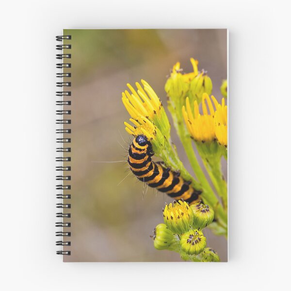 Item preview, Cinnabar Moth Caterpillar on Ragwort Flowers designed and sold by Violaman.